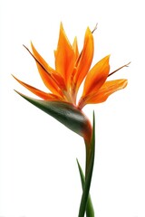 Bird of Paradise Flower: Exotic Orange Bloom on White Background