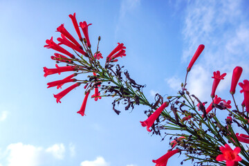 Penstemon pinifolius Compactum. Red flowers of Phyllocarpus septentrionalis Donn. Smith (Monkey...