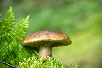 A King bolete mushroom stands tall amidst vibrant green foliage in a forest.