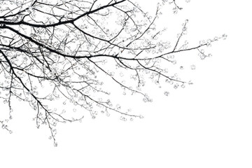 Icy winter tree branches with frost and snow, cold weather nature photography, floral design element, isolated on transparent background