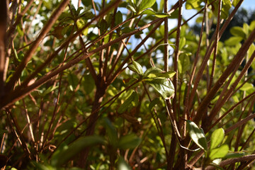 A Close-Up View of a Dense Green Bush