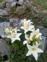 flowers in the garden