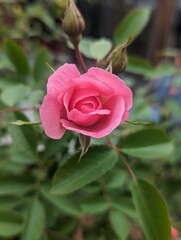pink rose in garden