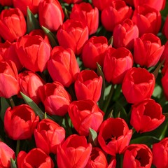 A dense array of vibrant red tulips, illuminated by sunlight, showcasing their rich color and delicate petals