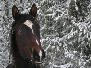 horse in snow