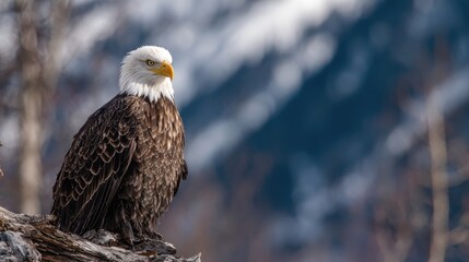 Bald eagle perched on a branch