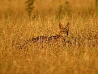 Coyote in the Grass