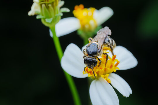 Close-up of a Bee Collecting Nectar From a Flower