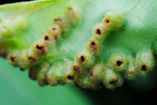 Plant callus in nature