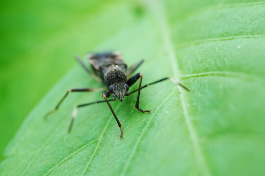 stinkbug Insect Perched on Green Leaf 