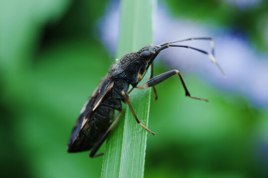 stinkbug Insect Perched on Green Leaf 