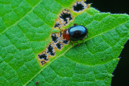 Close Examination of a Beetle on a Green Leaf in Nature