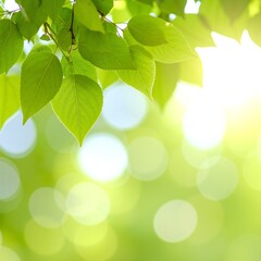 Obraz premium A close-up view of vibrant green leaves glistening in sunlight, showcasing intricate textures and veins on the branches, creating a lush, natural backdrop.