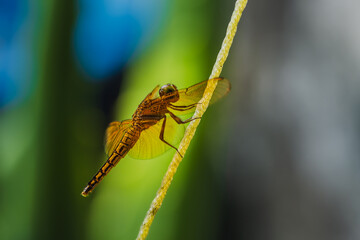 Golden Dragonfly Resting on Yellow Rope in Nature