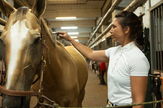 Female jockey grooming horse mane in stable before race