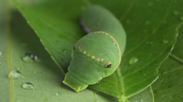 Macro close up of green caterpillar on a leaf eating and resting
