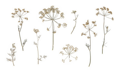 Dried dill flowers isolated on white background, botanical herbarium flat lay, pressed plants, wild...