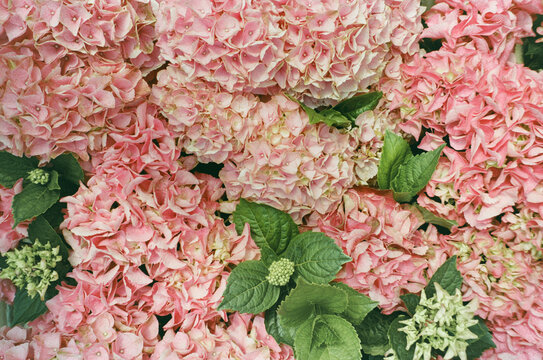Pink Hydrangeas Bloom in Vibrant Garden Display During Spring