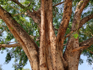 Branches of the huge tree of Sacred fig