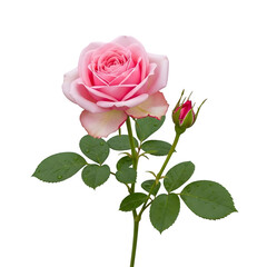 Fototapeta premium Delicate pink rose showcasing perfect bloom and emerging bud, glistening with fresh water droplets, symbolizing beauty and new beginnings