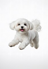 A Joyful Canine Leap on white background, Playful Maltese Puppy, a Maltese dog in mid-air, Energetic dog leaping, 