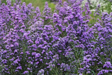 Vivid Field of Blooming Purple Wildflowers in a Lush Green Meadow