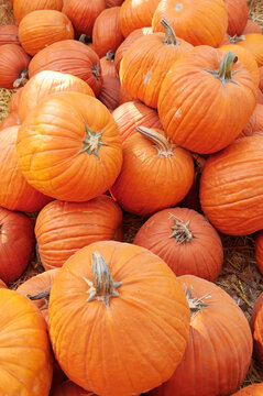 Colorful Fall Pumpkins at pumpkin patch 