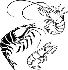 Black and White Shrimp Illustrations Featuring Detailed Line Work Depicting Three Prawns in Different Styles and Poses
