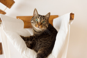 portrait of a cat on a cat hammock