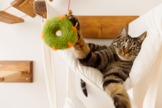 portrait of a cat on a cat hammock