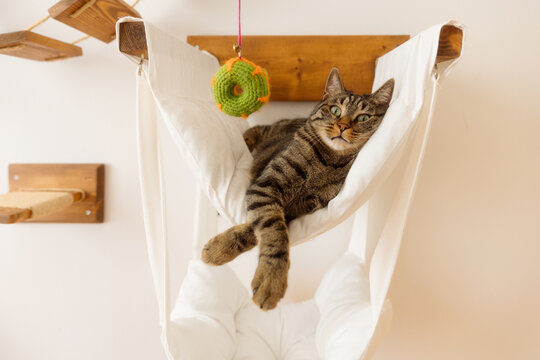 portrait of a cat on a cat hammock