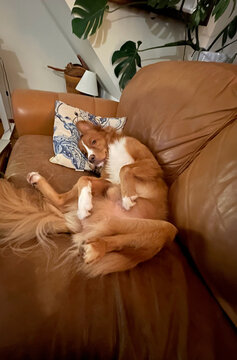 Fluffy dog sitting on the couch in a funny position