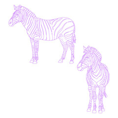 Minimalist line art illustration of zebra