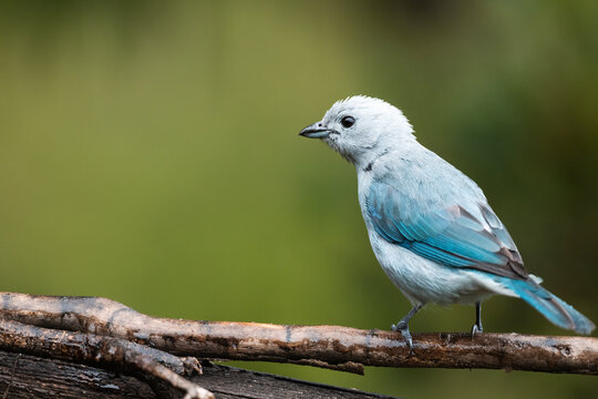 Blue-Gray Tanager In Its Natural Habitat  