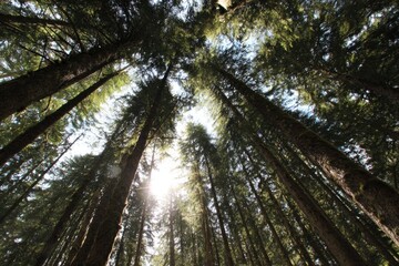 Fototapeta premium Sunlight piercing a dense forest canopy
