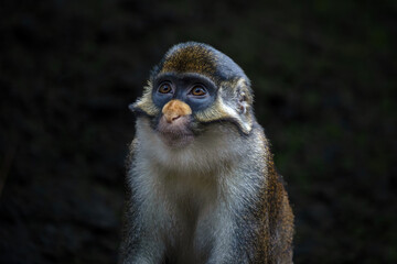 Portrait of the Lesser spot-nosed monkey
