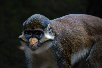Portrait of the Lesser spot-nosed monkey