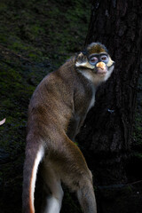 Portrait of the Lesser spot-nosed monkey