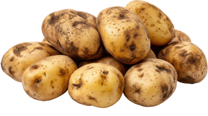 Fresh, unwashed potatoes piled together, showcasing their earthy textures and natural imperfections