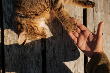 Cat and Human Bonding in a Tender Moment