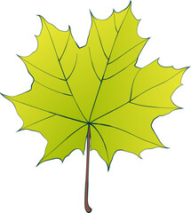 Hand-drawn green maple leaf isolated on white background. Flat and line style vector illustration.