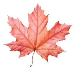 Fototapeta premium PNG Maple leaf plant tree red.