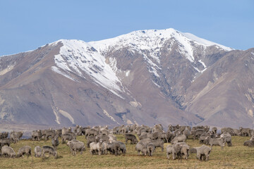 Grazing sheep Glenmore Station,