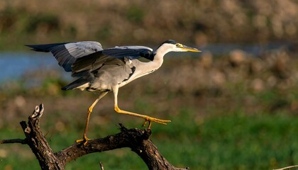 A grey heron takes flight from a weathered branch, its wings partially extended, legs poised for takeoff