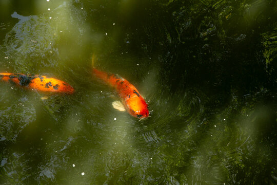 Koi Carp in Chinese Garden Sydney
