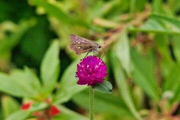センニチコウとセセリチョウ