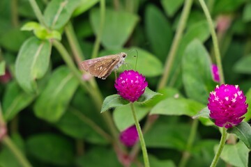 センニチコウとセセリチョウ