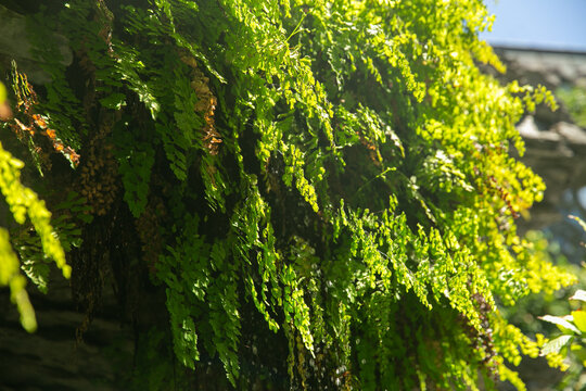 Australian Maidenhair Fern in Chinese Garden Sydney