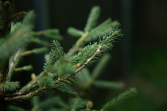 Norwegian Fir Tree Closeup