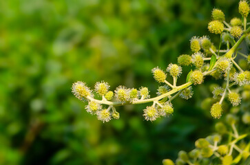 Delicate yellow mimosa flowers blooming beautifully in spring sunlight against a vibrant green backdrop enhance natural beauty